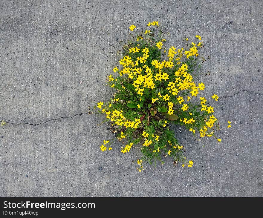 Yellow, Flora, Plant, Flower