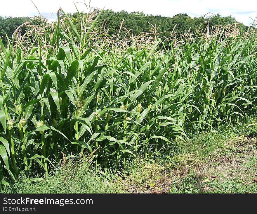 Plant, Crop, Agriculture, Grass Family