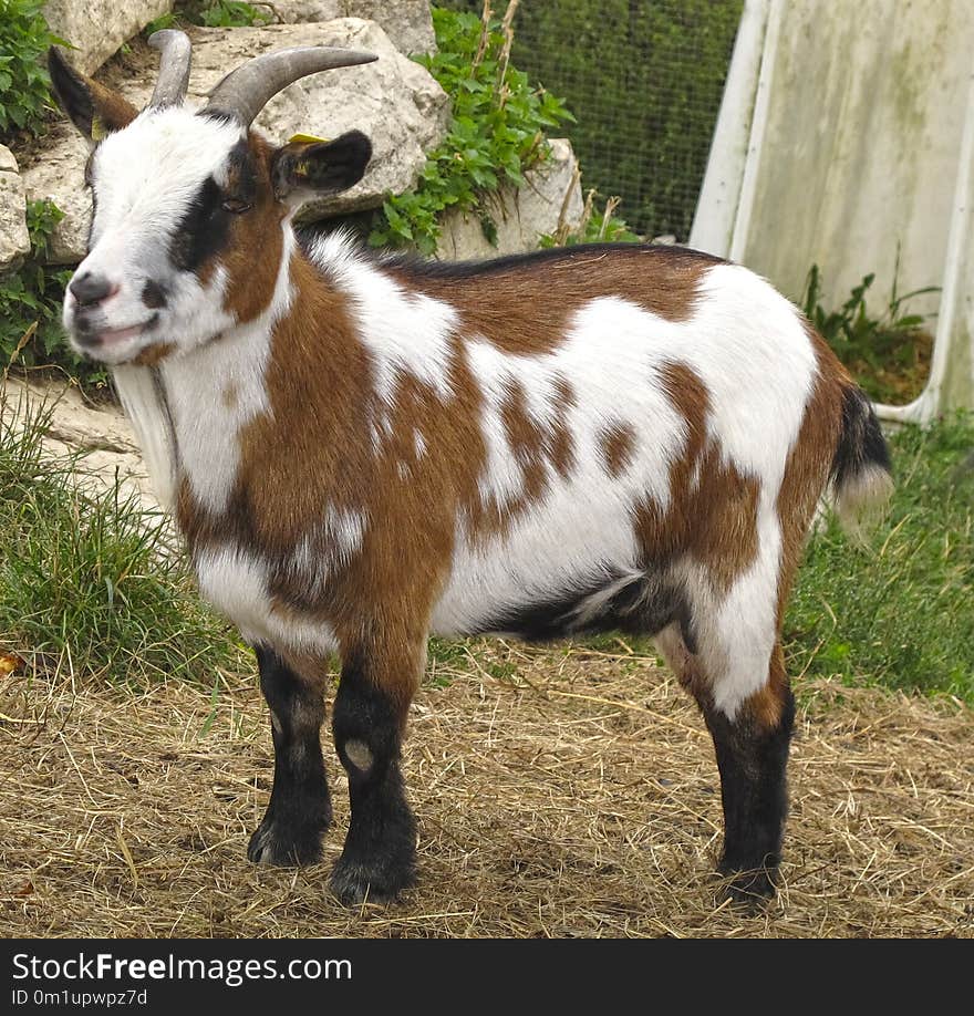 Goats, Goat, Cow Goat Family, Livestock