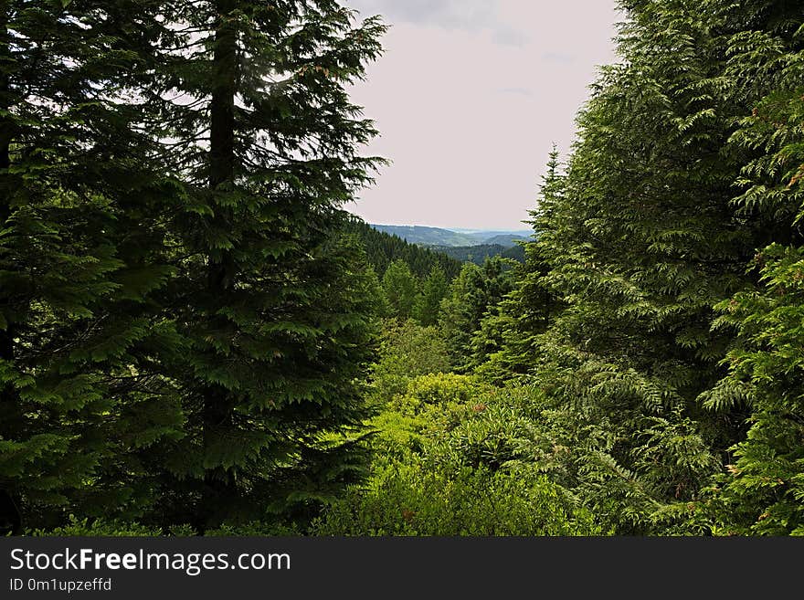 Vegetation, Ecosystem, Nature, Tree