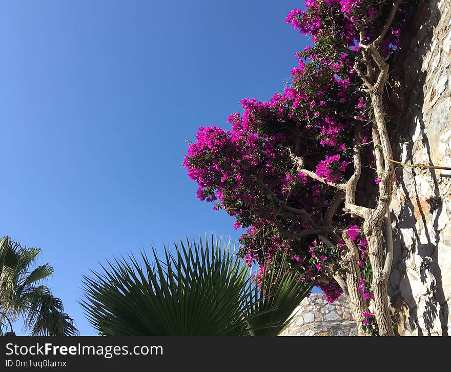 Plant, Flower, Sky, Pink