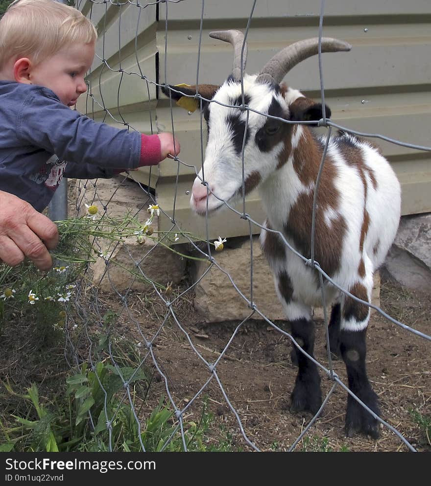 Goats, Goat, Cow Goat Family, Livestock