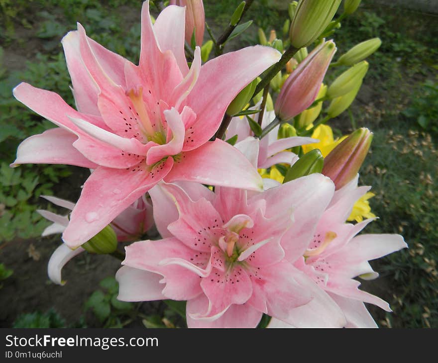 Flower, Plant, Lily, Flowering Plant