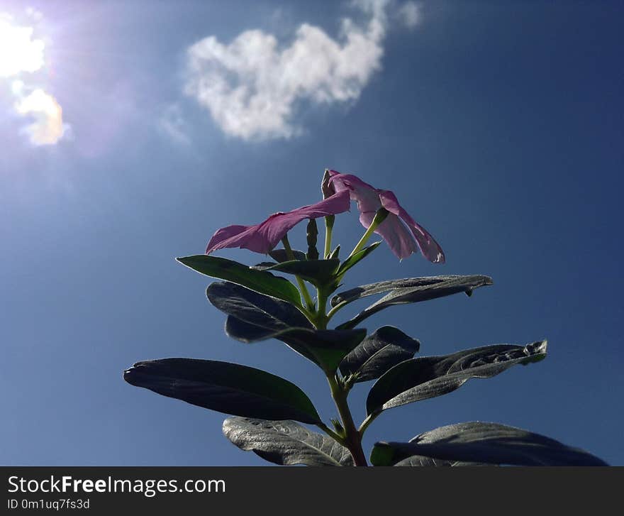 Sky, Pink, Flora, Plant