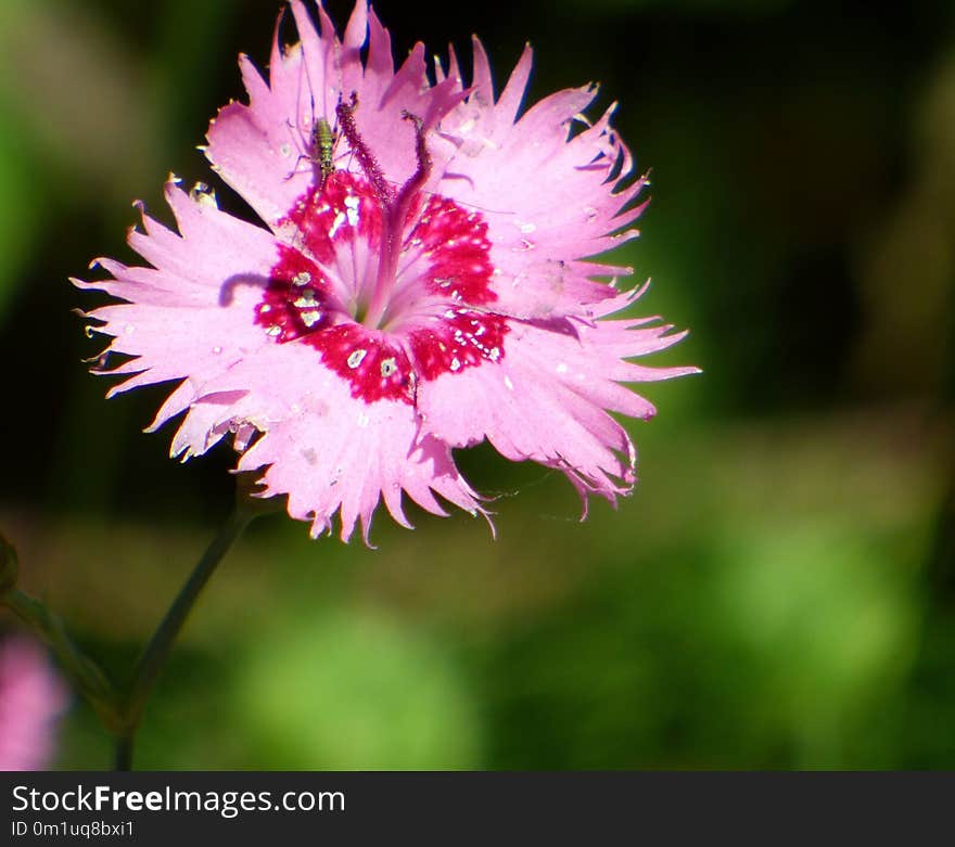 Flower, Flora, Pink, Plant