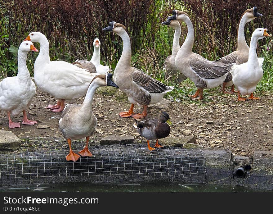 Bird, Water Bird, Duck, Ducks Geese And Swans