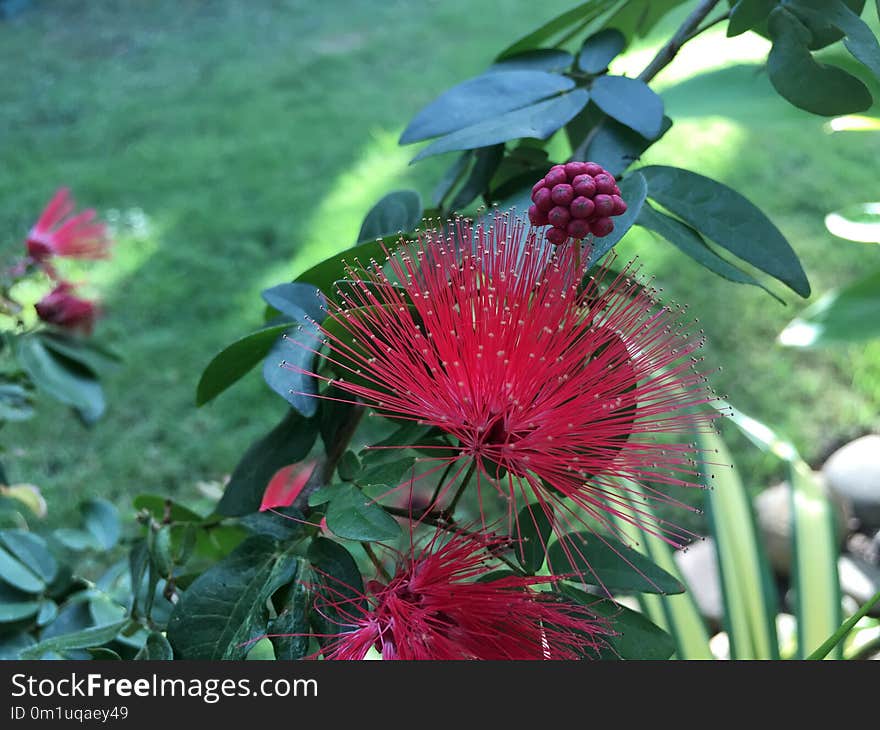 Plant, Flora, Vegetation, Flower