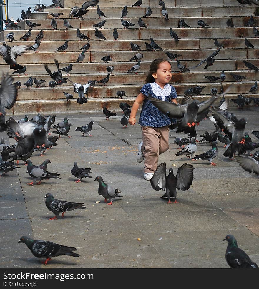 Bird, Vehicle, Pigeons And Doves, Street