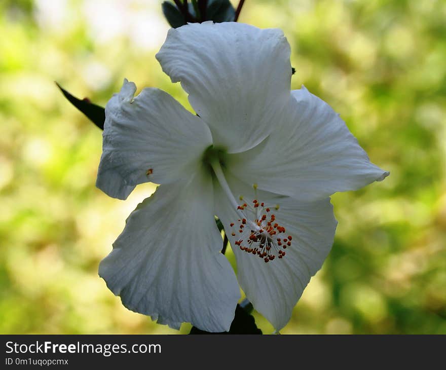 Flower, Plant, Flowering Plant, Hibiscus