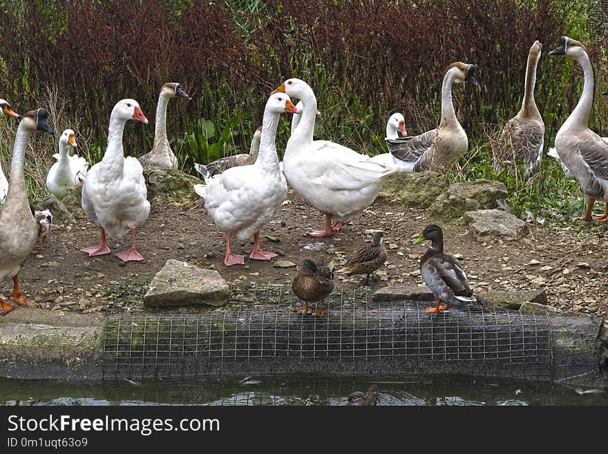 Water Bird, Bird, Ducks Geese And Swans, Duck