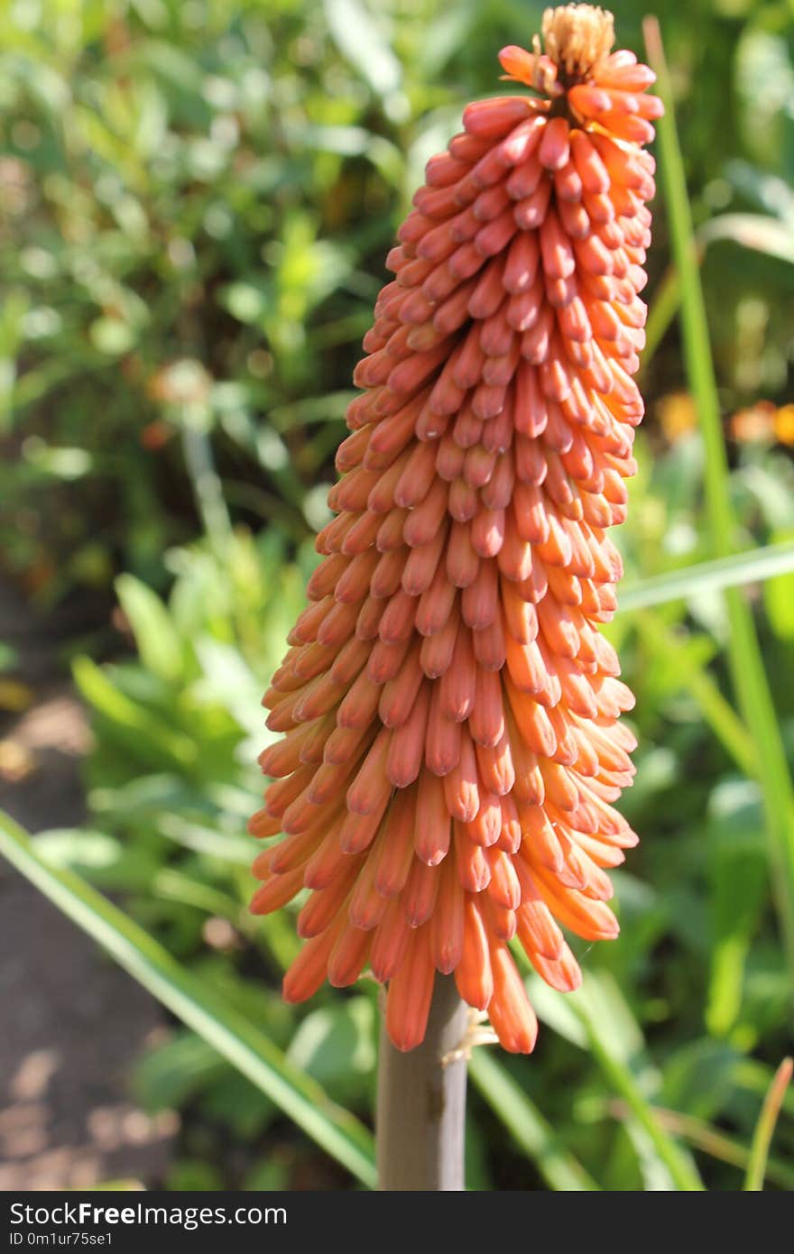 Torch Lily, Flower, Plant, Flora