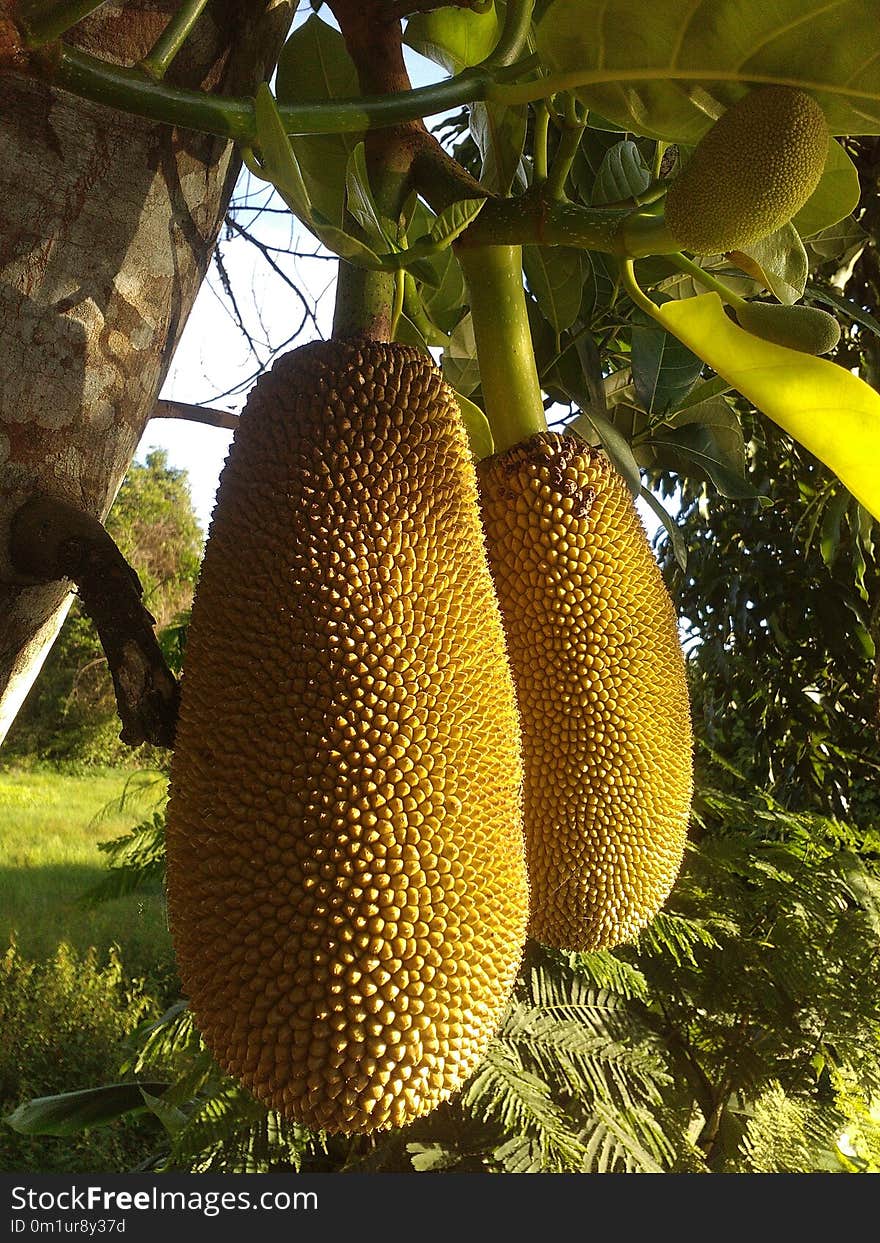 Cempedak, Jackfruit, Artocarpus, Artocarpus Odoratissimus