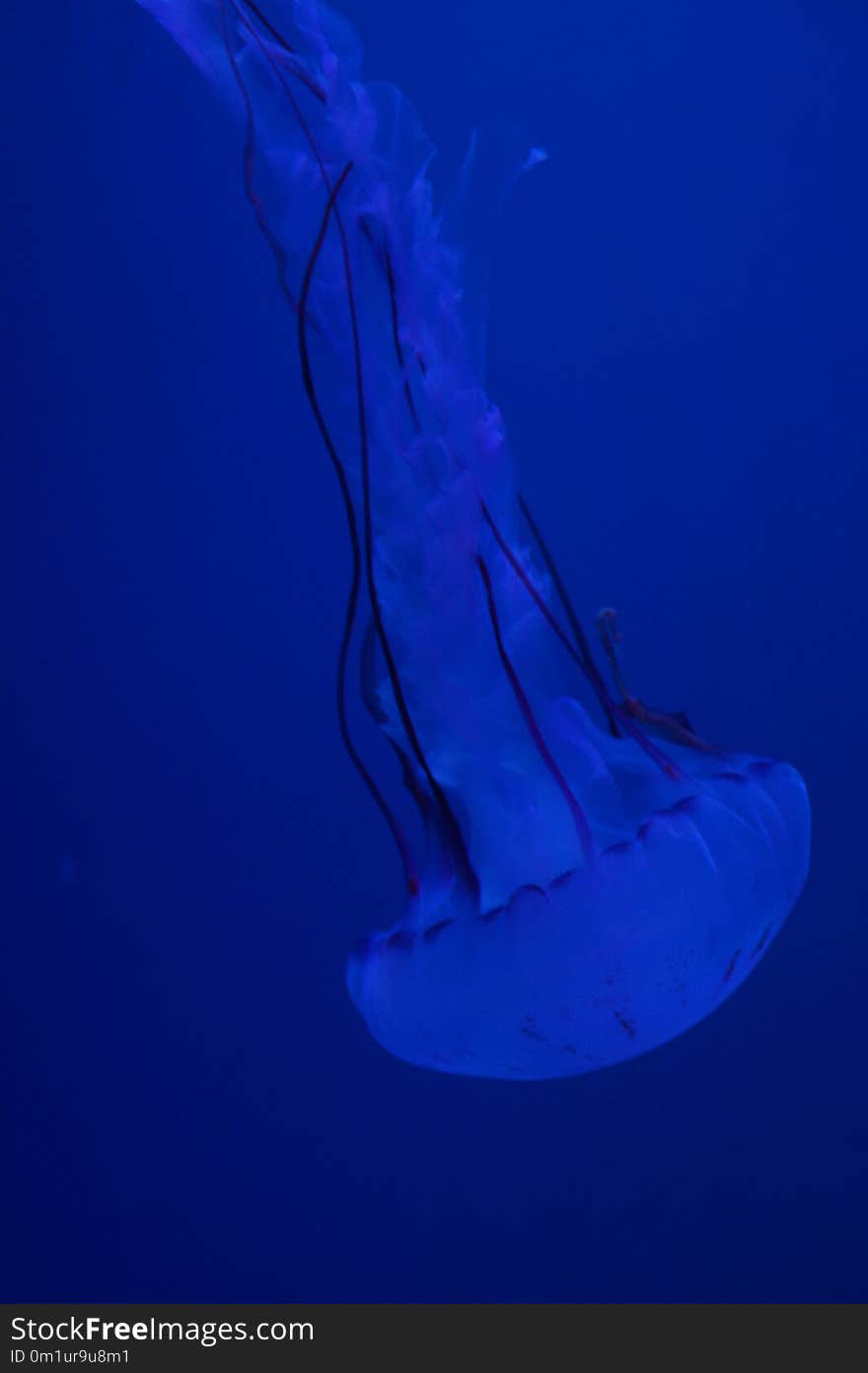 Jellyfish, Cnidaria, Blue, Marine Invertebrates