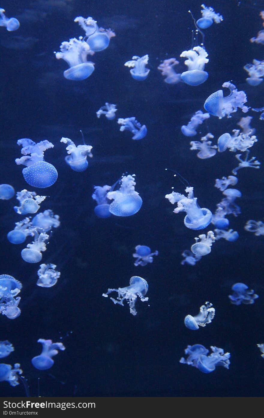 Jellyfish, Blue, Cnidaria, Marine Invertebrates