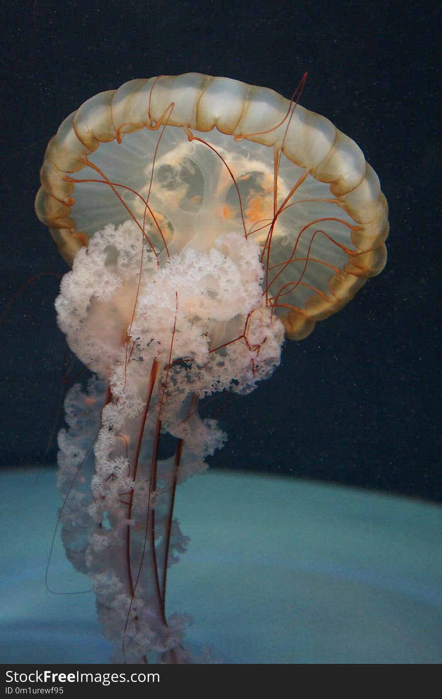 Jellyfish, Cnidaria, Marine Invertebrates, Invertebrate