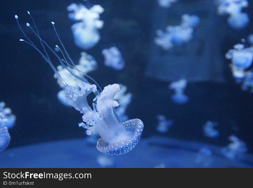 Jellyfish, Cnidaria, Marine Invertebrates, Invertebrate