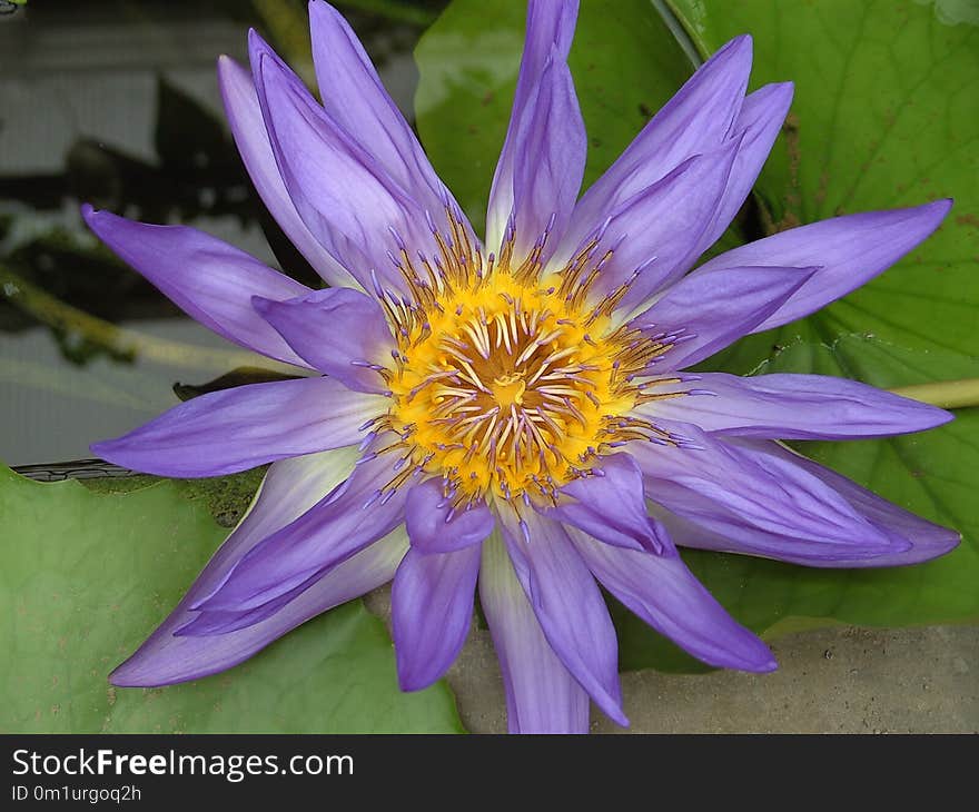 Flower, Flora, Plant, Purple