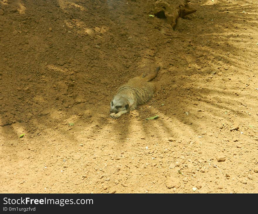 Fauna, Wildlife, Sand, Meerkat