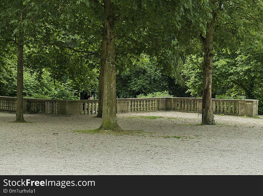 Green, Nature, Tree, Plant