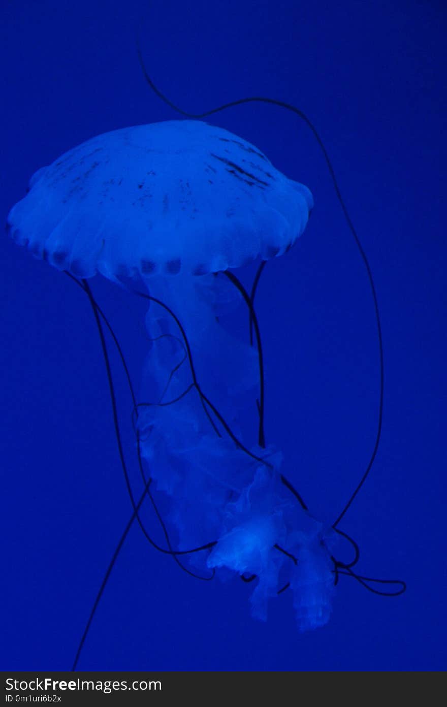 Jellyfish, Cnidaria, Marine Invertebrates, Invertebrate