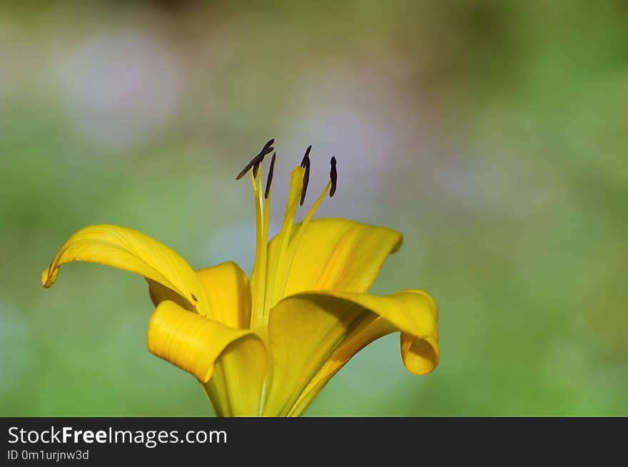 Flower, Yellow, Flora, Close Up