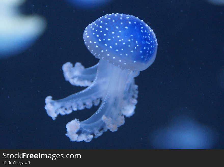 Jellyfish, Cnidaria, Marine Invertebrates, Invertebrate