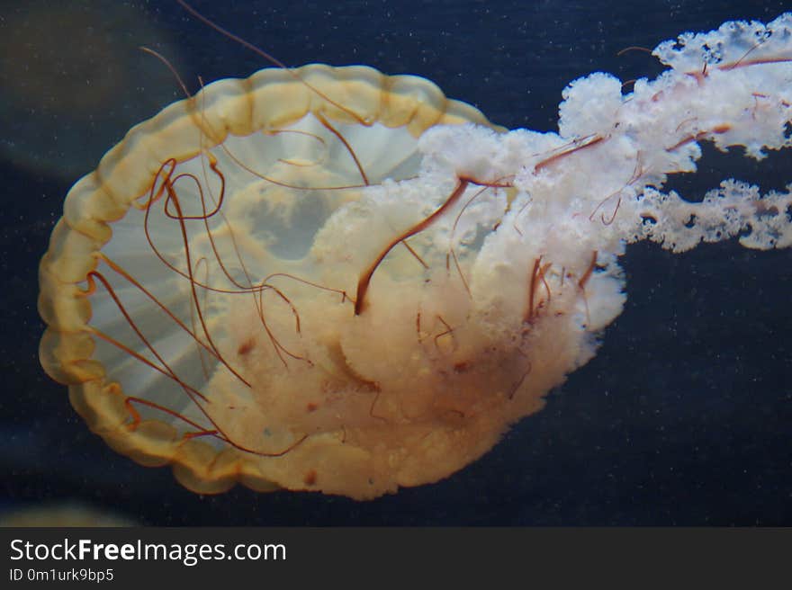 Jellyfish, Cnidaria, Invertebrate, Marine Invertebrates