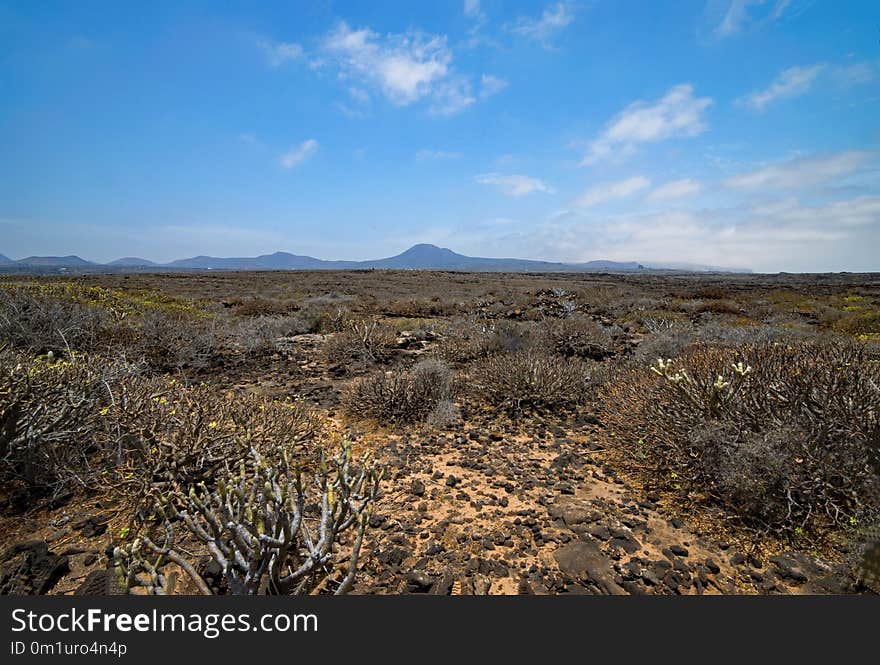 Ecosystem, Shrubland, Sky, Vegetation