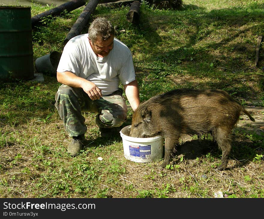 Fauna, Mammal, Wild Boar, Pig Like Mammal