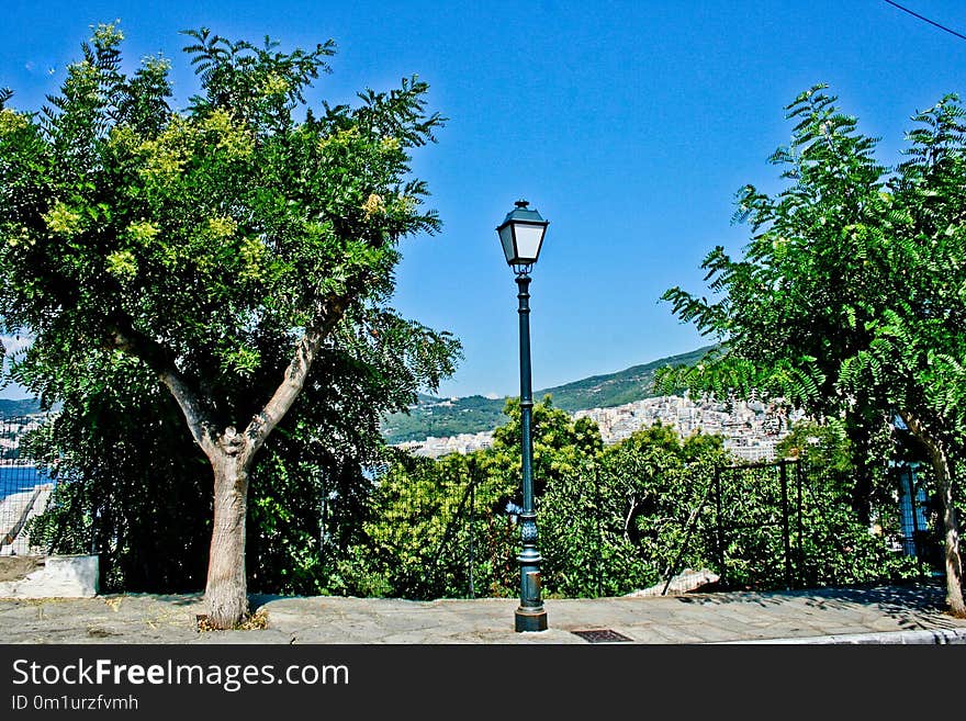 Tree, Sky, Vegetation, Flora