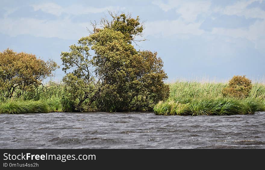 Vegetation, Ecosystem, Nature Reserve, Bank