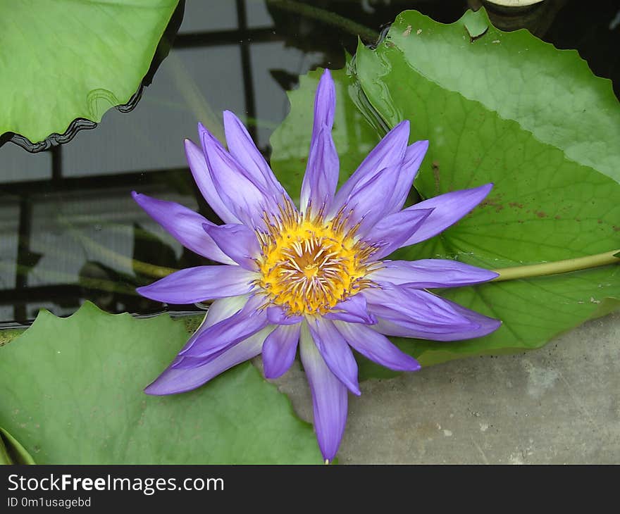 Flower, Flora, Plant, Purple