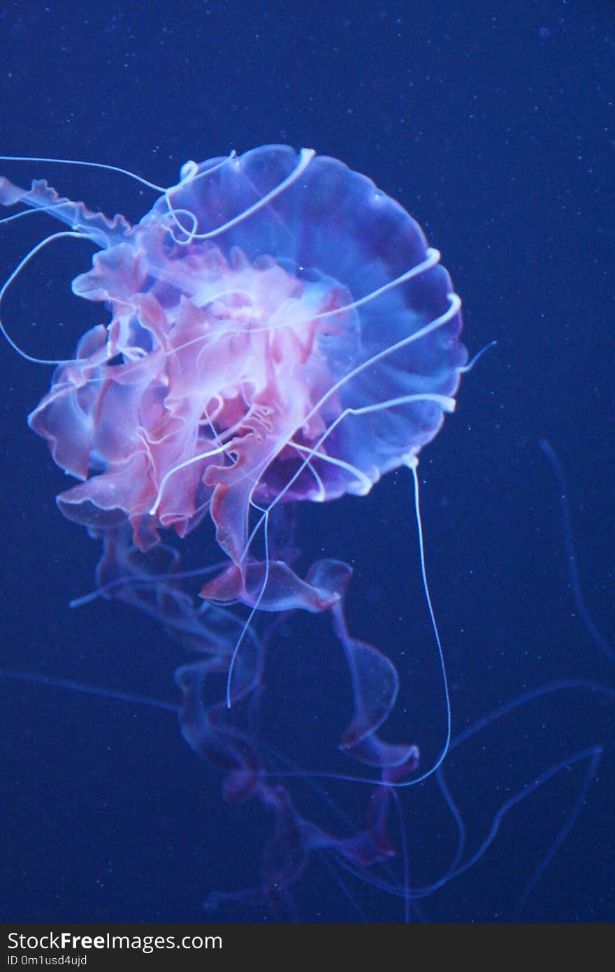 Jellyfish, Cnidaria, Marine Invertebrates, Invertebrate