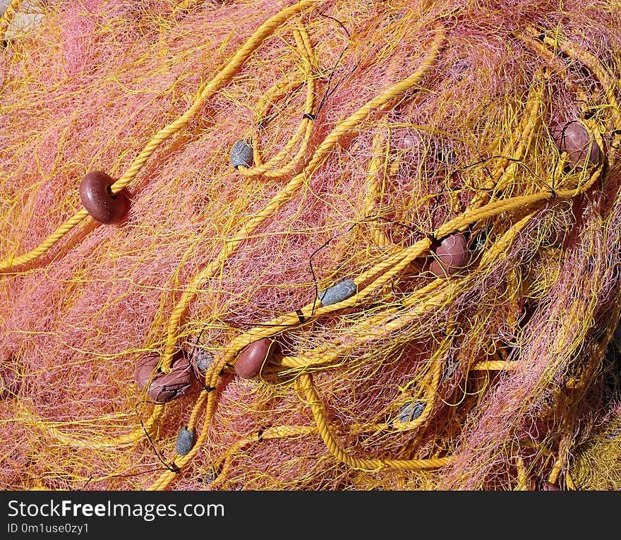 Organism, Grass Family, Rock