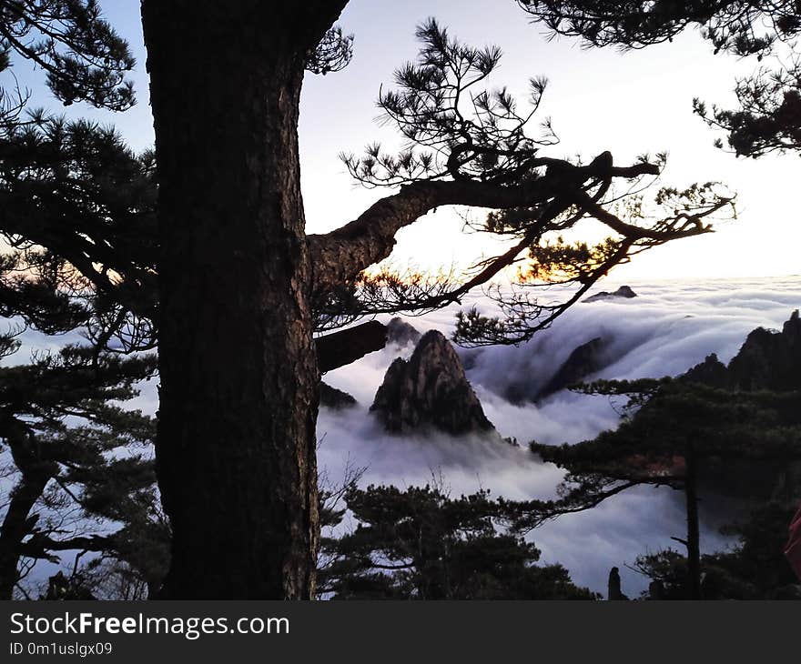 Nature, Tree, Wilderness, Winter