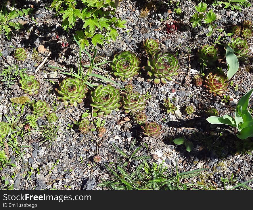 Plant, Vegetation, Flora, Groundcover