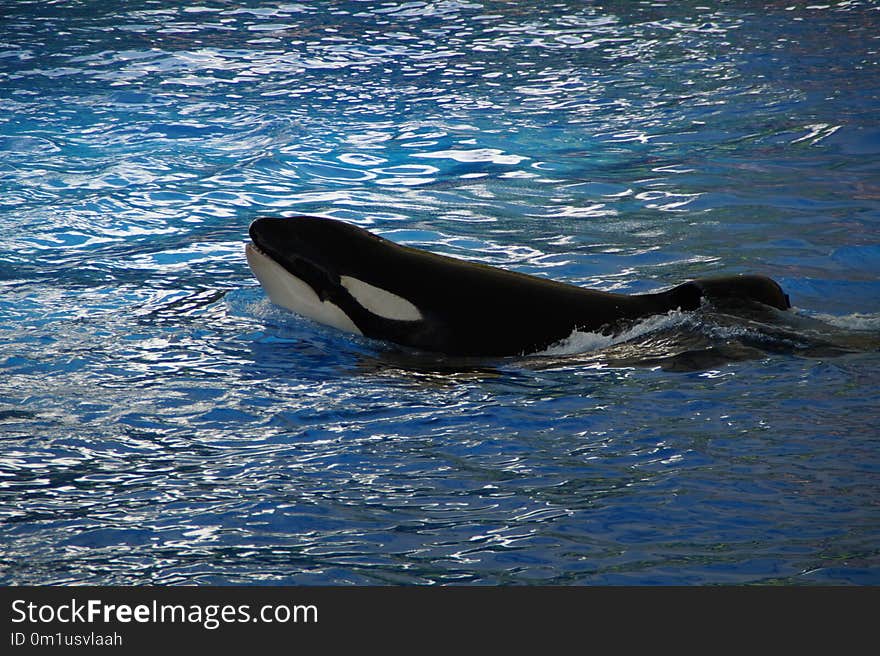 Mammal, Marine Mammal, Killer Whale, Whales Dolphins And Porpoises