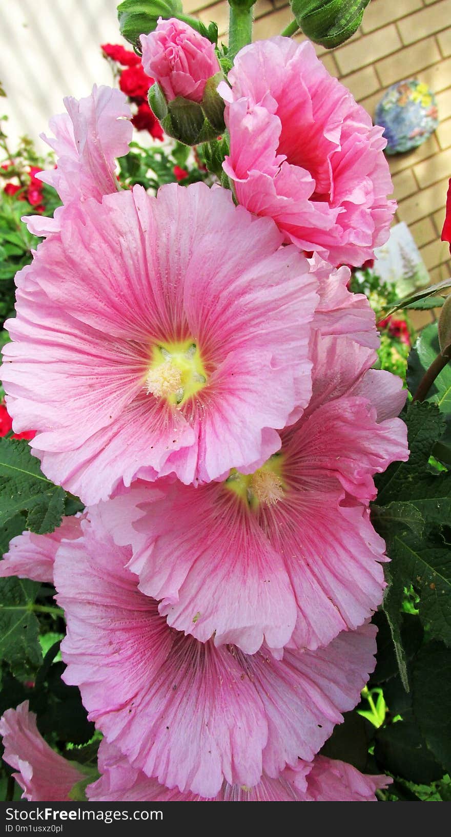 Flower, Flowering Plant, Pink, Plant