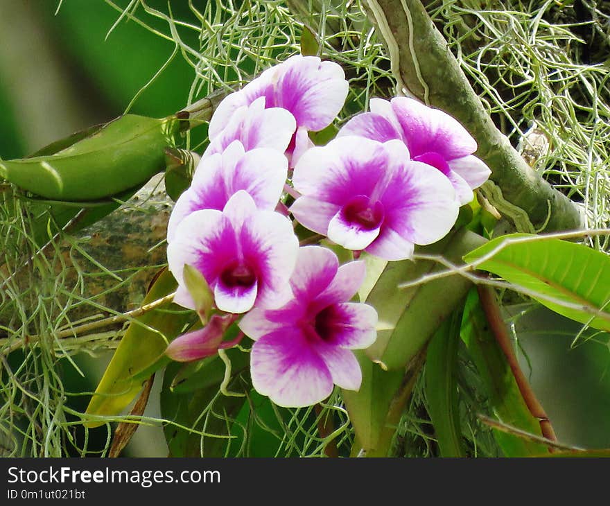 Flower, Plant, Flowering Plant, Flora