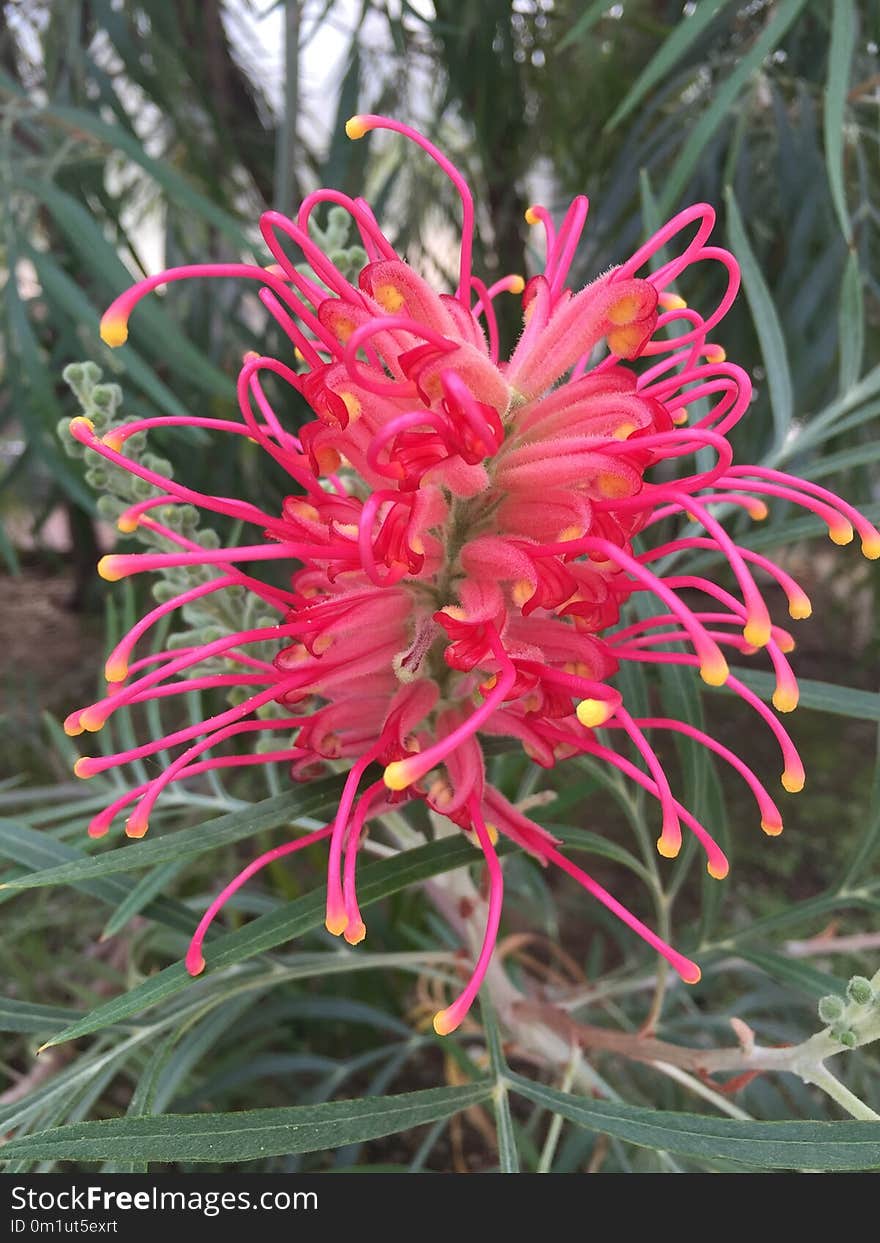 Plant, Flower, Flora, Grevillea