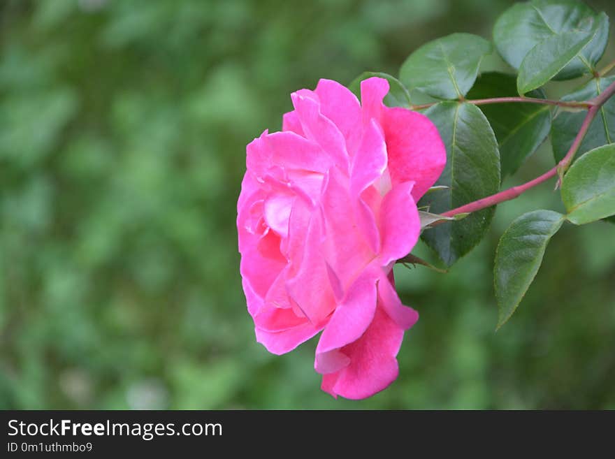 Flower, Rose Family, Pink, Rose