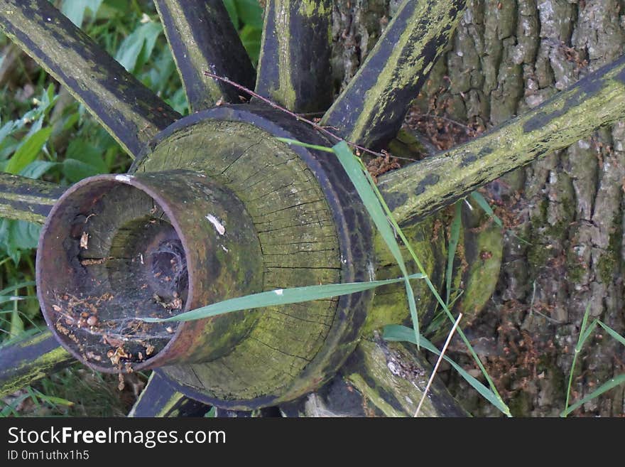 Plant, Tree, Forest, Grass