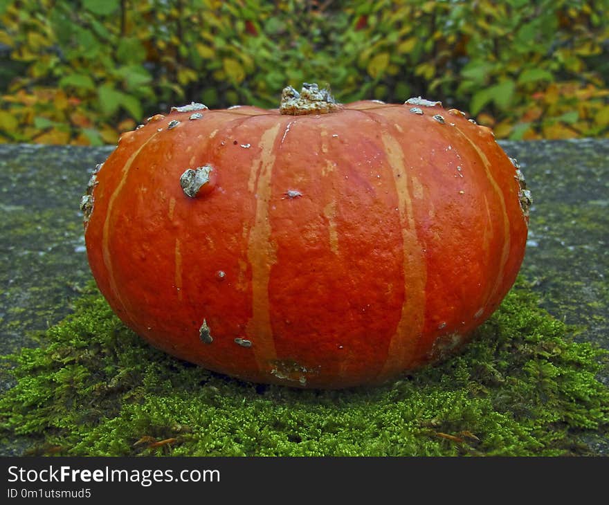 Pumpkin, Winter Squash, Cucurbita, Calabaza