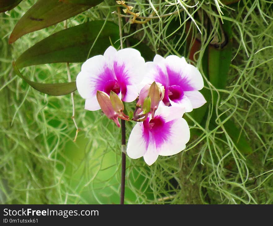 Flower, Plant, Flowering Plant, Flora