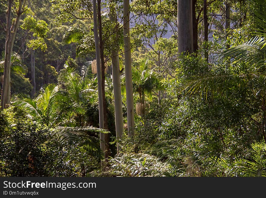 Vegetation, Nature, Ecosystem, Forest