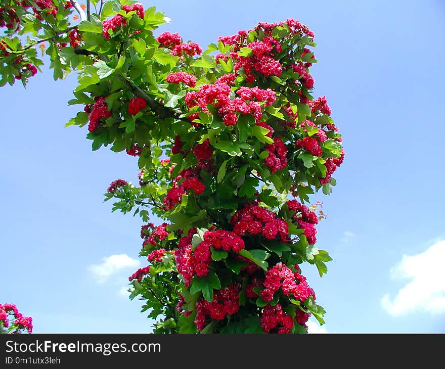 Plant, Flower, Flowering Plant, Flora