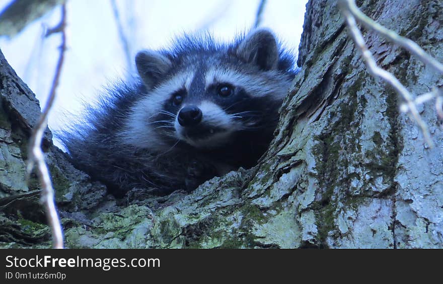 Raccoon, Procyonidae, Mammal, Fauna