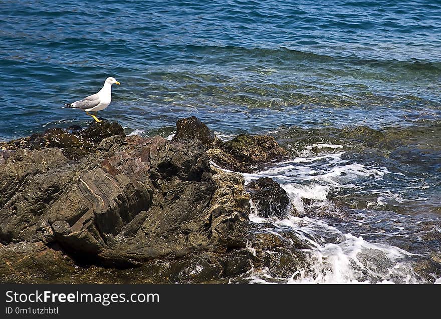 Sea, Body Of Water, Bird, Coast