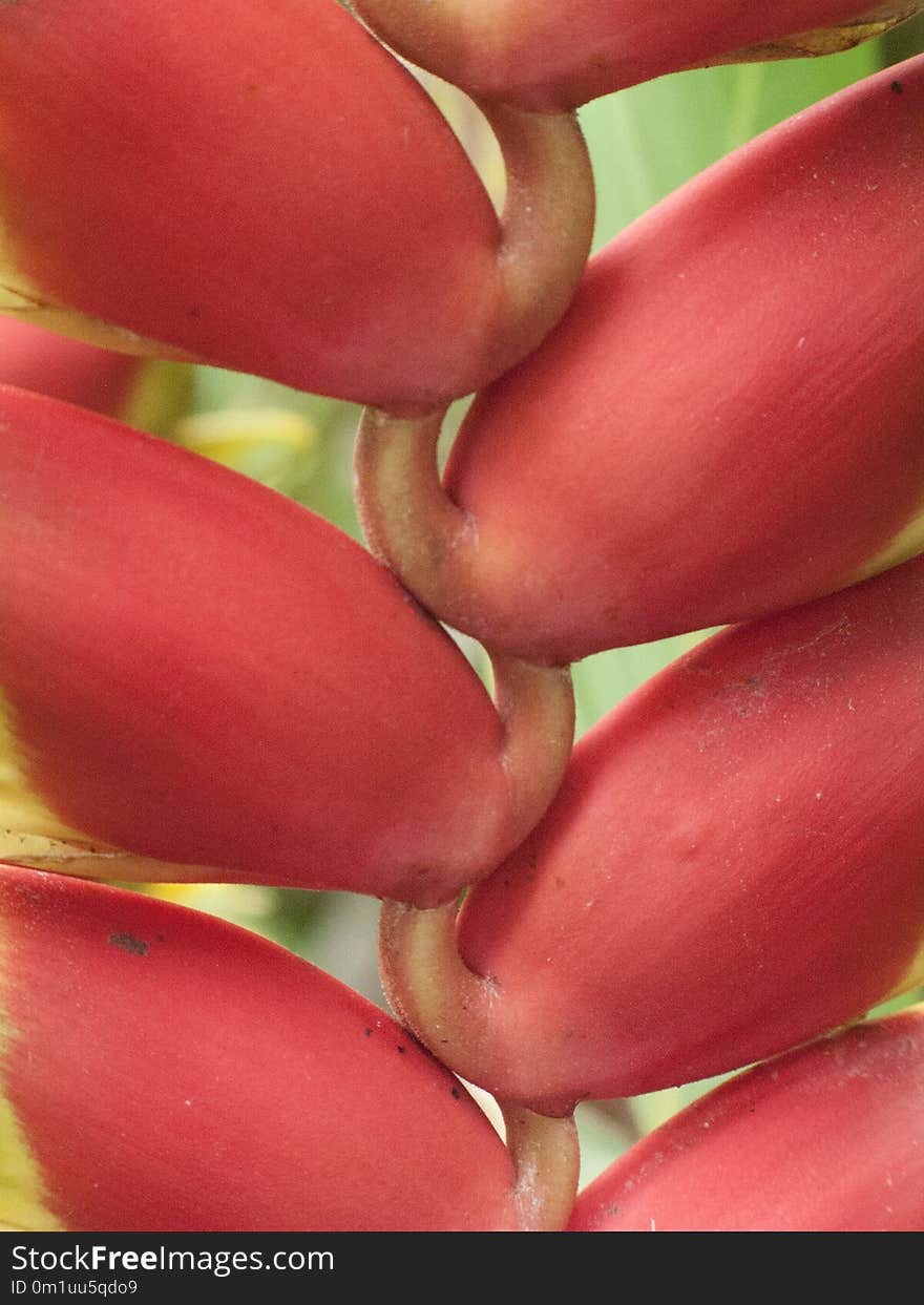 Close Up, Petal, Macro Photography, Local Food