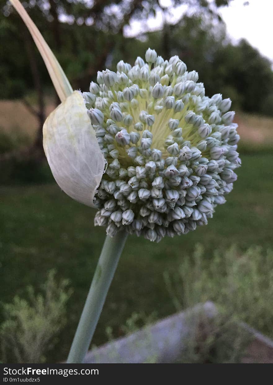 Plant, Flora, Flower, Spring